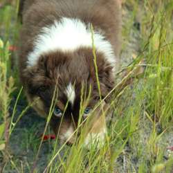 Щенок Miniature American Shepherd (MAS) - кобель