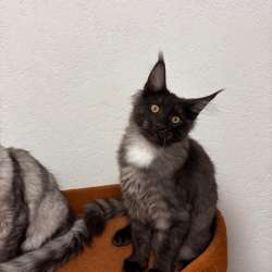 Продажа котят