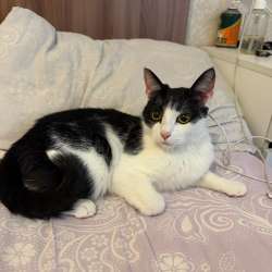 Отдам кота бесплатно
