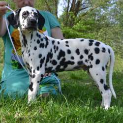 Dalmatian Puppies from White Gures