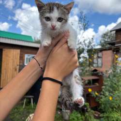 Котенок в добрые руки