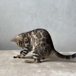 Available Bengal kittens
