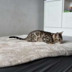 Available Bengal kittens фото 4