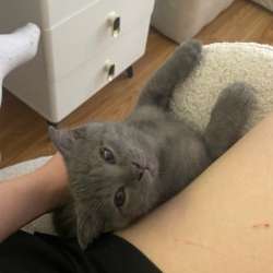 Отдам в добрые руки