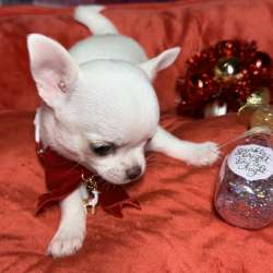 Mini chihuahua