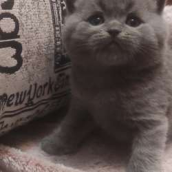 Котята шотландцы британцы