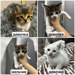 продажа котят!?