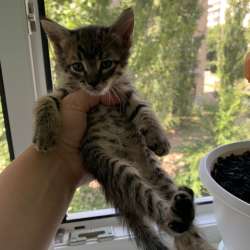 Отдам в добрые руки котят в Воронеже фото 5