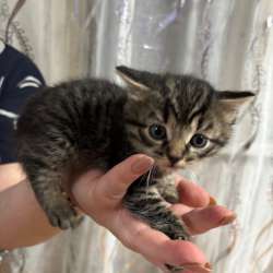 котята даром в Тюмени фото 5