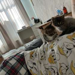 Отдаю котят в хорошие руки в Краснодаре фото 4