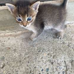 Котята . в Ставрополе