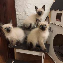 Невские маскарадные котята