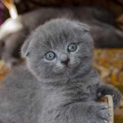 Котятки шотланцы