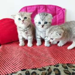 Продам двух шотландских вислоухих котят. Родословнач фото 8