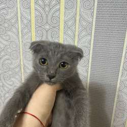 котята 500р