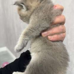 Котенок шиншила в Кизляре фото 3