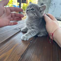 Котята ищут дом