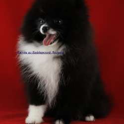 Very very little girl pomeranian фото 4