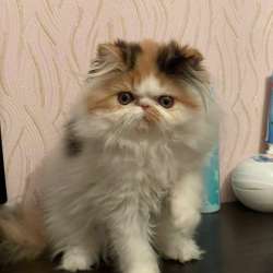 Котята Экзоты фото 5