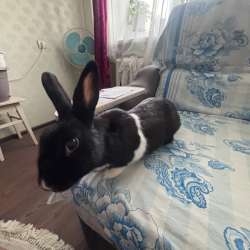 продается кролик с клеткой