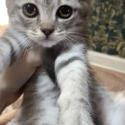 Котята в Якутске фото 3