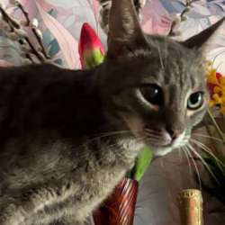 Молодой Котик!
