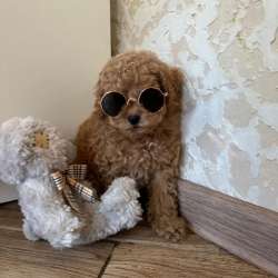 Мальтипу мини