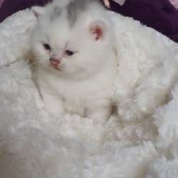 Британские котята, разного возраста, большой выбор фото 5