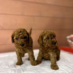 Карликовый Пудель Poodle фото 20