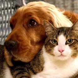 Pet sitting, присмотр за домашним питомцем