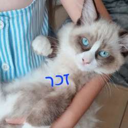 Котята регдолл фото 3