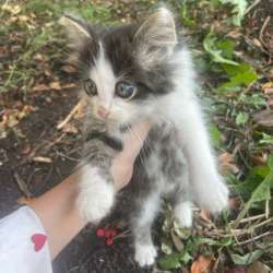 Котята  отдам без платно город : Мензелинск