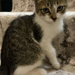 Котёнок, отдам котёнка в добрые руки в Майкопе фото 3