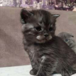 Котята шотландцы британцы фото 5