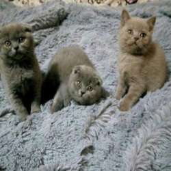 Шотландские котики
