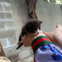 Котята в добрые руки в Махачкале фото 6