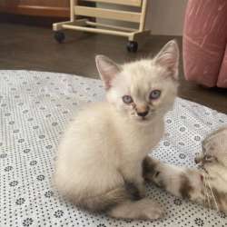 Котята в добрые руки в Ставрополе