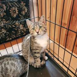 Котенок Зайка с белыми лапками ищет дом в Санкт-Петербурге фото 4