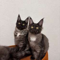 Котята мейн кун