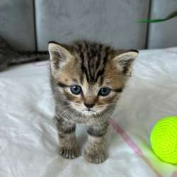 Продам породистых котят) в Тольятти фото 8