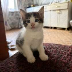 Котята. Мальчики в Кургане фото 4