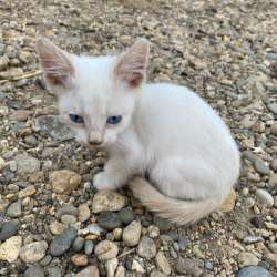 Котята в Краснодаре фото 4