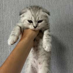 Продам котят шотландской породы