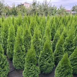 Продам очень красивые туи