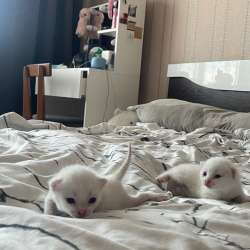 Котята