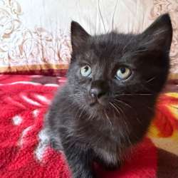 Котята добрым хозяевам в Наро-Фоминске фото 19