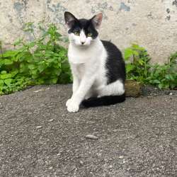 Котята ищут дом в Владивостоке