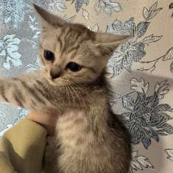 Котята в Якутске фото 4