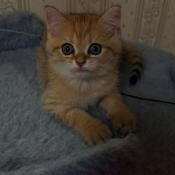 Шотландские прямоухие котята
