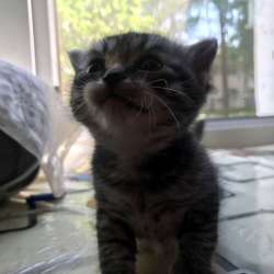 Котёнок девочка